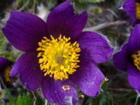 Pulsatilla vulgaris Käglinge hästbacke, Malmö, Skåne, Sweden 20100427 041