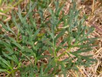 Pulsatilla vulgaris Käglinge hästbacke, Malmö, Skåne, Sweden 20180612_0039