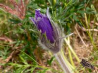 Pulsatilla vulgaris Käglinge hästbacke, Malmö, Skåne, Sweden 20180612_0040