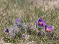 Pulsatilla vulgaris Käglinge hästbacke, Malmö, Skåne, Sweden 20210420_0062