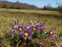 Pulsatilla vulgaris Stenshuvud, Simrishamn, Skåne, Sweden 20160420_0058