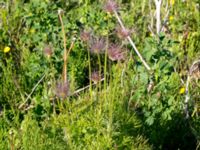 Pulsatilla vulgaris ssp. vulgaris Klosterängshöjden, Lund, Skåne, Sweden 20150612_0071