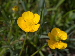 Ranunculus acris - Meadow Buttercup - Smörblomma