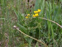 Ranunculus acris Haväng, Skåne, Sweden 20170528_0094