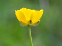 Ranunculus acris Liaängen, Kågeröd, Svalöv, Skåne, Sweden 20160518_0071