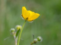 Ranunculus acris Liaängen, Kågeröd, Svalöv, Skåne, Sweden 20160518_0073