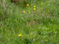 Ranunculus acris Liaängen, Kågeröd, Svalöv, Skåne, Sweden 20160518_0074