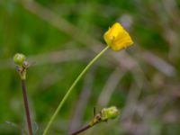 Ranunculus acris Liaängen, Kågeröd, Svalöv, Skåne, Sweden 20160518_0075