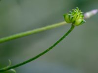 Ranunculus acris Oscarshemsparken, Lund, Skåne, Sweden 20180626_0061