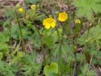 Ranunculus acris ssp. acris Nordkalottenleden, Kiruna, Torne lappmark, Lappland, Sweden 20150708_0819