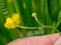 Ranunculus acris ssp. acris Rostvingestigen, Bunkeflostrand, Malmö, Skåne, Sweden 20190531_0028