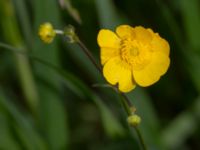 Ranunculus acris ssp. acris Rostvingestigen, Bunkeflostrand, Malmö, Skåne, Sweden 20190531_0029