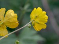 Ranunculus acris ssp. friesianus Lokstallarna, Malmö, Skåne, Sweden 20181020_0074