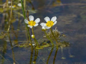 Ranunculus aquatilis - Common Water-crowfoot - Vattenmöja