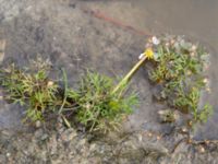 Ranunculus aquatilis var. aquatilis Östra dammen, Fuktängen, Klagshamns udde, Malmö, Skåne, Sweden 20240715_0022