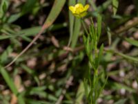 Ranunculus arvensis Dalby västermark, Lund, Skåne, Sweden 20150608_0040