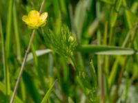 Ranunculus arvensis Dalby västermark, Lund, Skåne, Sweden 20150608_0046