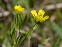 Ranunculus arvensis Dalby västermark, Lund, Skåne, Sweden 20150608_0050