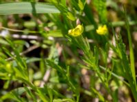 Ranunculus arvensis Dalby västermark, Lund, Skåne, Sweden 20150608_0051