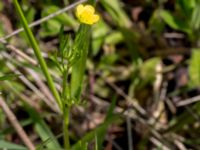 Ranunculus arvensis Dalby västermark, Lund, Skåne, Sweden 20150608_0053