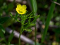 Ranunculus arvensis Dalby västermark, Lund, Skåne, Sweden 20150608_0055