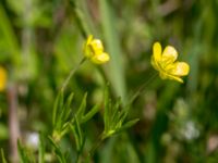 Ranunculus arvensis Dalby västermark, Lund, Skåne, Sweden 20150608_0058