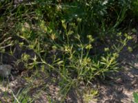 Ranunculus arvensis Värpinge golfklubb, Lund, Skåne, Sweden 20190619_0038