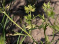 Ranunculus arvensis Värpinge golfklubb, Lund, Skåne, Sweden 20190619_0041