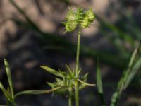 Ranunculus arvensis Värpinge golfklubb, Lund, Skåne, Sweden 20190619_0042