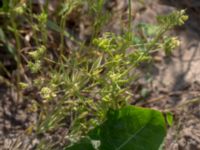 Ranunculus arvensis Värpinge golfklubb, Lund, Skåne, Sweden 20190619_0043