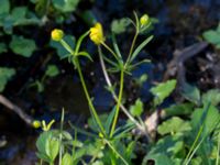 Ranunculus auricomus Borstabäcken, Eslöv, Skåne, Sweden 20160505_0024