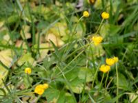 Ranunculus auricomus Liaängen, Kågeröd, Svalöv, Skåne, Sweden 20160518_0062