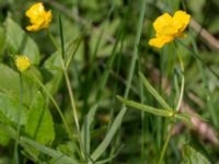 Ranunculus auricomus Orröds gård, Klippan, Skåne, Sweden 20150511_0009