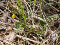 Ranunculus auricomus Stattorp, NO Havgårdssjön, Svedala, Skåne, Sweden 20170506_0001