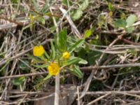 Ranunculus auricomus Stattorp, NO Havgårdssjön, Svedala, Skåne, Sweden 20170506_0002