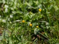 Ranunculus auricomus Stenshuvud, Simrishamn, Skåne, Sweden 20150503_0050