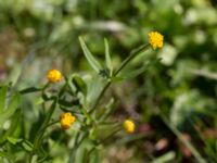 Ranunculus auricomus Stenshuvud, Simrishamn, Skåne, Sweden 20150503_0054