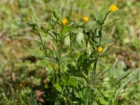 Ranunculus auricomus Stenshuvud, Simrishamn, Skåne, Sweden 20150503_0056