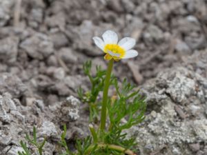 Ranunculus baudoti - Vitstjälksmöjamöja