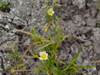 Ranunculus baudotii Bunkern, Tygelsjö ängar, Malmö, Skåne, Sweden 20150724_0077