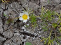 Ranunculus baudotii Bunkern, Tygelsjö ängar, Malmö, Skåne, Sweden 20150724_0078