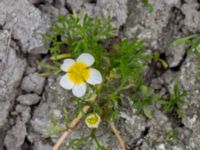 Ranunculus baudotii Bunkern, Tygelsjö ängar, Malmö, Skåne, Sweden 20150724_0081