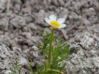 Ranunculus baudotii Bunkern, Tygelsjö ängar, Malmö, Skåne, Sweden 20150724_0083