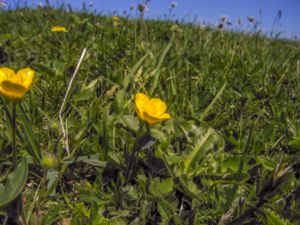 Ranunculus bulbosus - Bulbous Buttercup - Knölsmörblomma