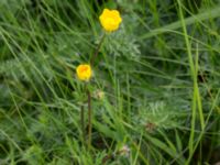 Ranunculus bulbosus Borrebacke, Malmö, Skåne, Sweden 20150530_0036