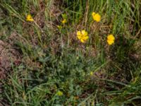 Ranunculus bulbosus Borrebacke, Malmö, Skåne, Sweden 20190511_0016