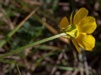 Ranunculus bulbosus Borrebacke, Malmö, Skåne, Sweden 20190511_0020