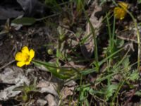 Ranunculus bulbosus Gråborg, Mörbylånga, Öland, Sweden 20150607_0048