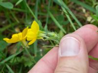 Ranunculus bulbosus Haväng, Skåne, Sweden 20170528_0086