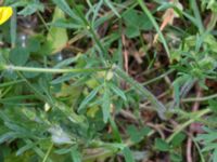 Ranunculus bulbosus Haväng, Skåne, Sweden 20170528_0089